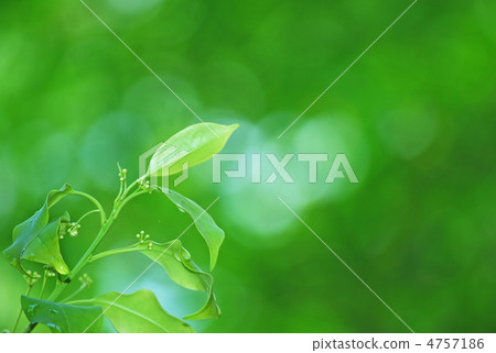 Tonerico發芽 Tonerico發芽 4757186