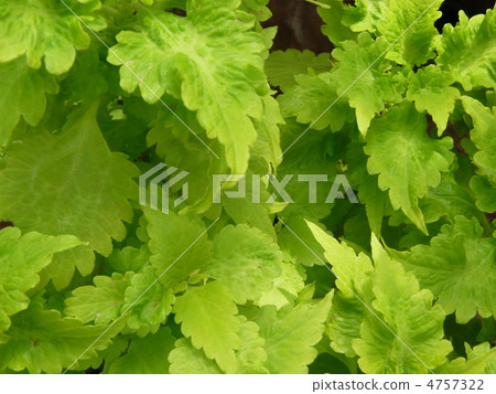 Corius Lime Sunshine 4757322