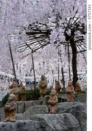 京都，春天Rokkakudo 4757341