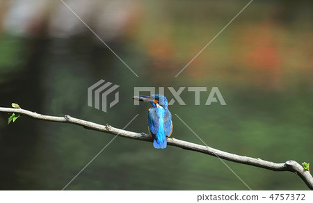 Kingfisher caught small fish Kingfisher caught small fish 4757372