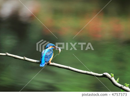 Kingfisher caught small fish Kingfisher caught small fish 4757373