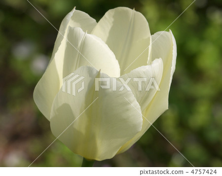 鬱金香白色 4757424