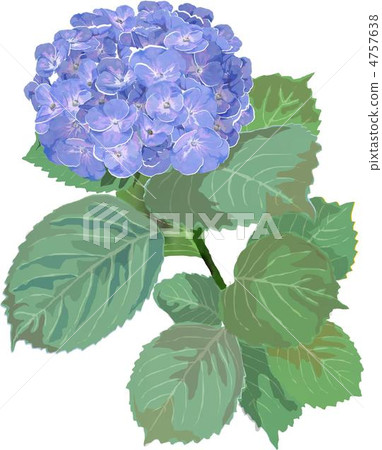 hydrangea   4757638