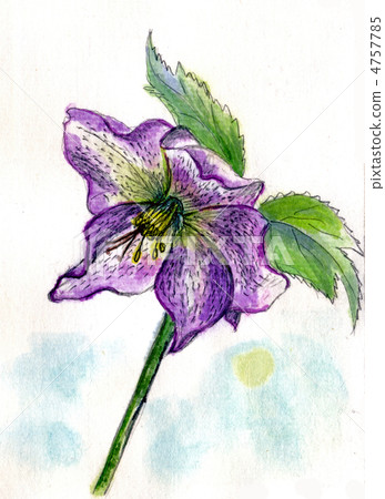 Watercolor painting Christmas rose Watercolor painting Christmas rose 4757785