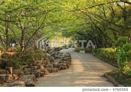 陽光透過春天 陽光透過春天 4760369