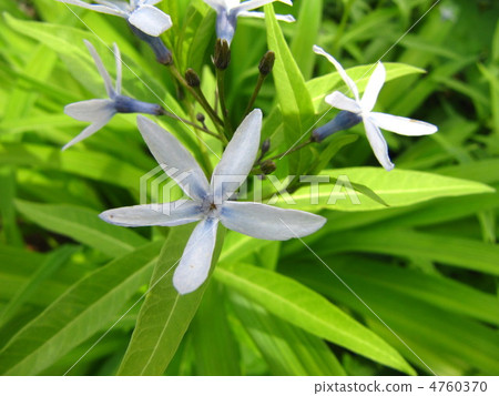 Choujisou Choujisou 4760370