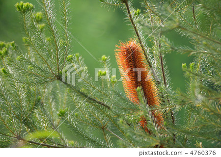 Banksia · Elikifolia 4760376