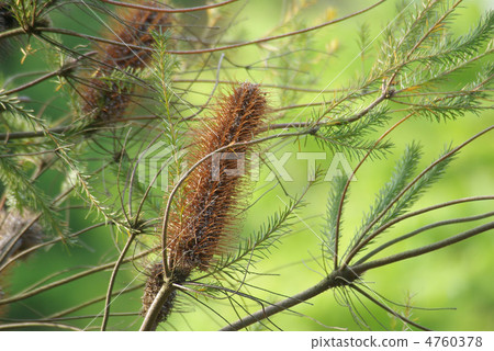 Banksia · Elikifolia 4760378