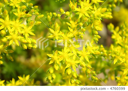 墨西哥Mannungsa 墨西哥Mannungsa 4760399