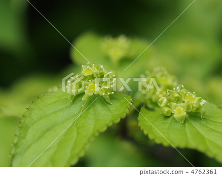 Hanayakada花 4762361