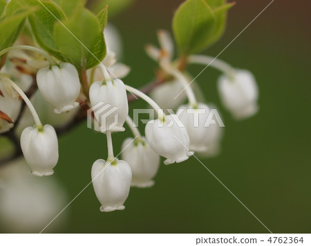 Dudedzia flower Dudedzia flower 4762364