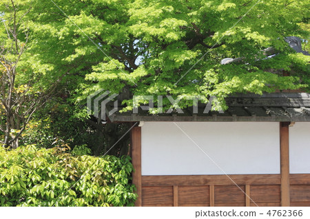 Walking in Sagano in early summer 4762366