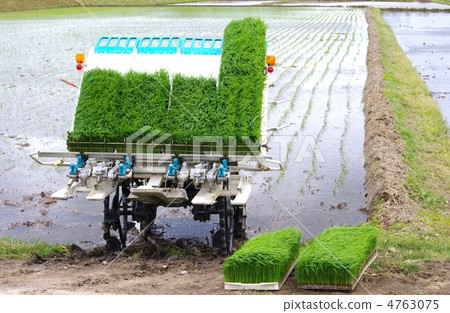 Rice transplanter rice planting rice transplanter and rice seeds Rice transplanter rice planting rice transplanter and rice seeds 4763075