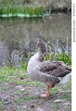 goose 4764351