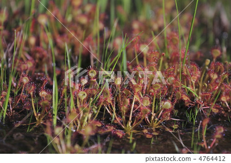 威爾士洋蔥 4764412