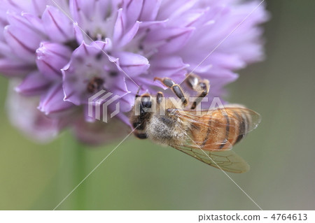 蜜蜂 蜜蜂 4764613