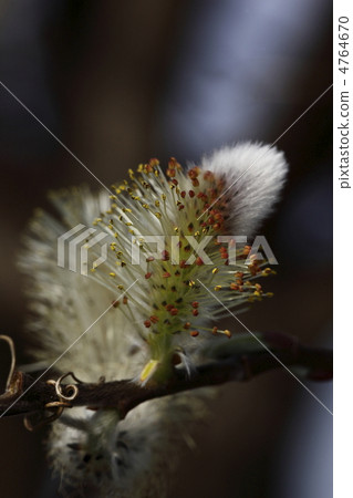 貓王威利 4764670