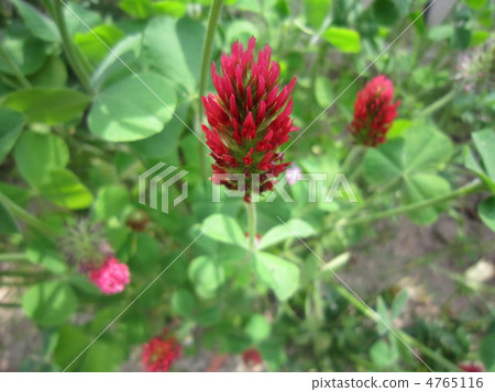 What a flower? 4765116