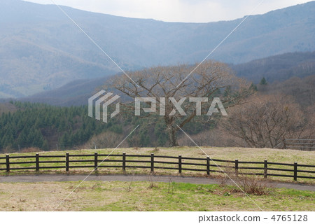Spring of Tsumagoi Ranch in Gunma prefecture 4765128