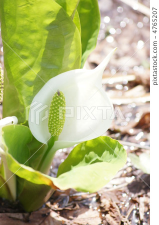 Early spring 4765207