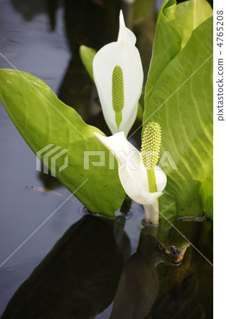 反映在水邊 4765208