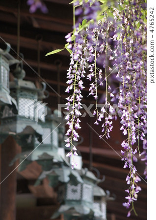 Kasuga Taiseisha sanded wisteria 4765242