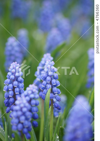 Muscari Muscari 4766360