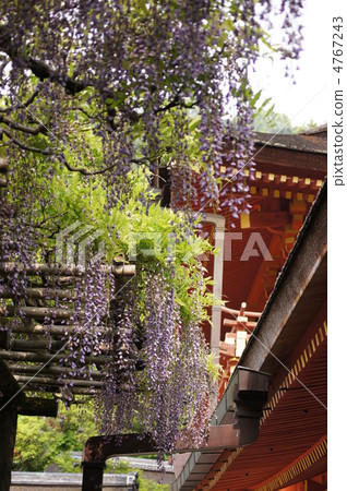 春日大社靖國神社沙淤泥紫藤 4767243