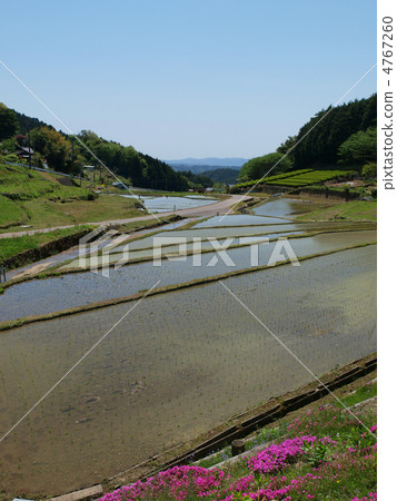 Gifu · Kamida Rice Terraced Field (Vertical composition) 4767260