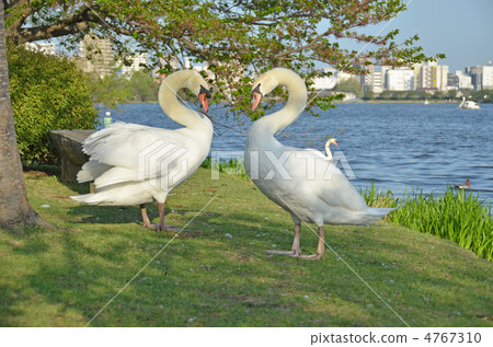 Swan Swan 4767310