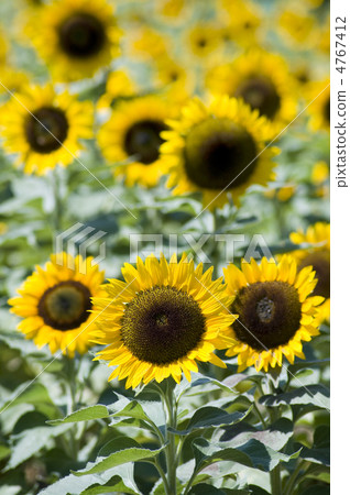 sunflower sunflower 4767412