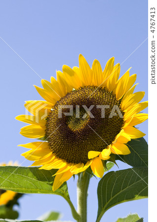 sunflower	 4767413