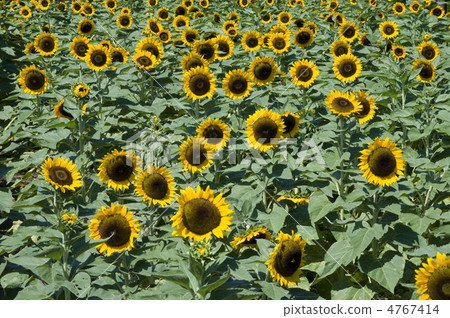 sunflower	 4767414
