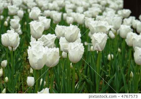 Tulip Honeymoon 4767573