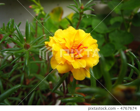 Double-bloom Matsuba Button 4767674