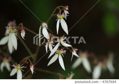 虎耳草 虎耳草 4767684