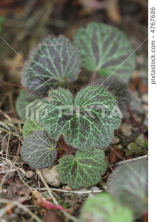 虎耳草 虎耳草 4767686