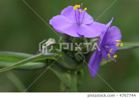 Spiderwort Spiderwort 4767744