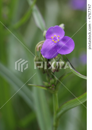 Spiderwort Spiderwort 4767747