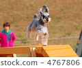 M Schnauzer 4767806