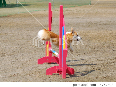 威爾士柯基犬彭布羅克 4767808