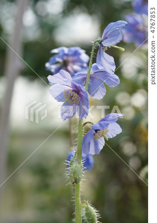 喜馬拉雅山的罌粟 4767853