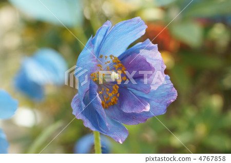 喜馬拉雅山的罌粟 4767858