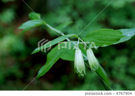 豐察莊 豐察莊 4767904