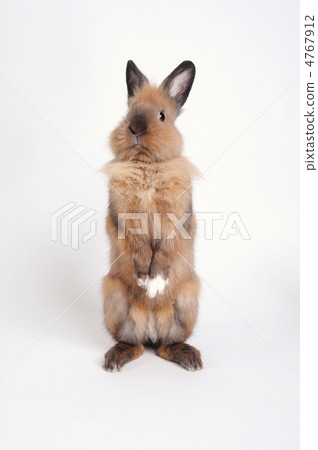 Standing rabbit Standing rabbit 4767912