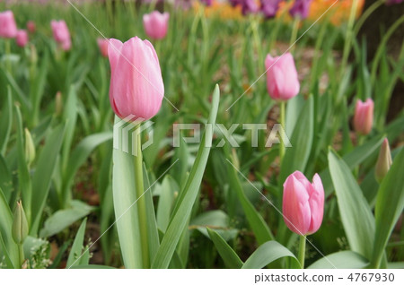 Tulip Mistress 4767930