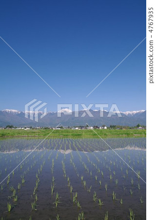 Spring in Azumino - Northern Alps in the Paddy ~ 4767935
