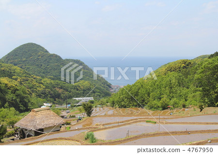 水稻梯田 4767950