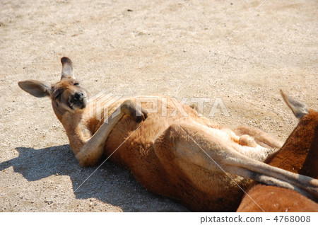 Gourd Kangaroo 4768008