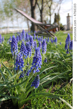 Muscari and bench Muscari and bench 4768103